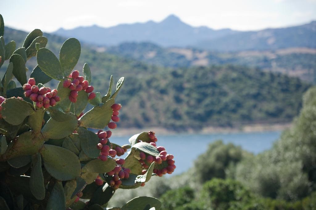 Hostal Liscia Country Relais Sant'Antonio di Gallura Exterior foto